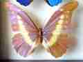 Morpho rhetenor helena. male (aberration peru) (Internet Image property of respective owner, non-commercial use only)